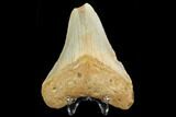 Bargain, Fossil Megalodon Tooth - North Carolina #124763-2